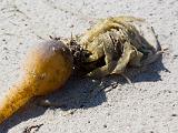 Andrew Molera SP 017